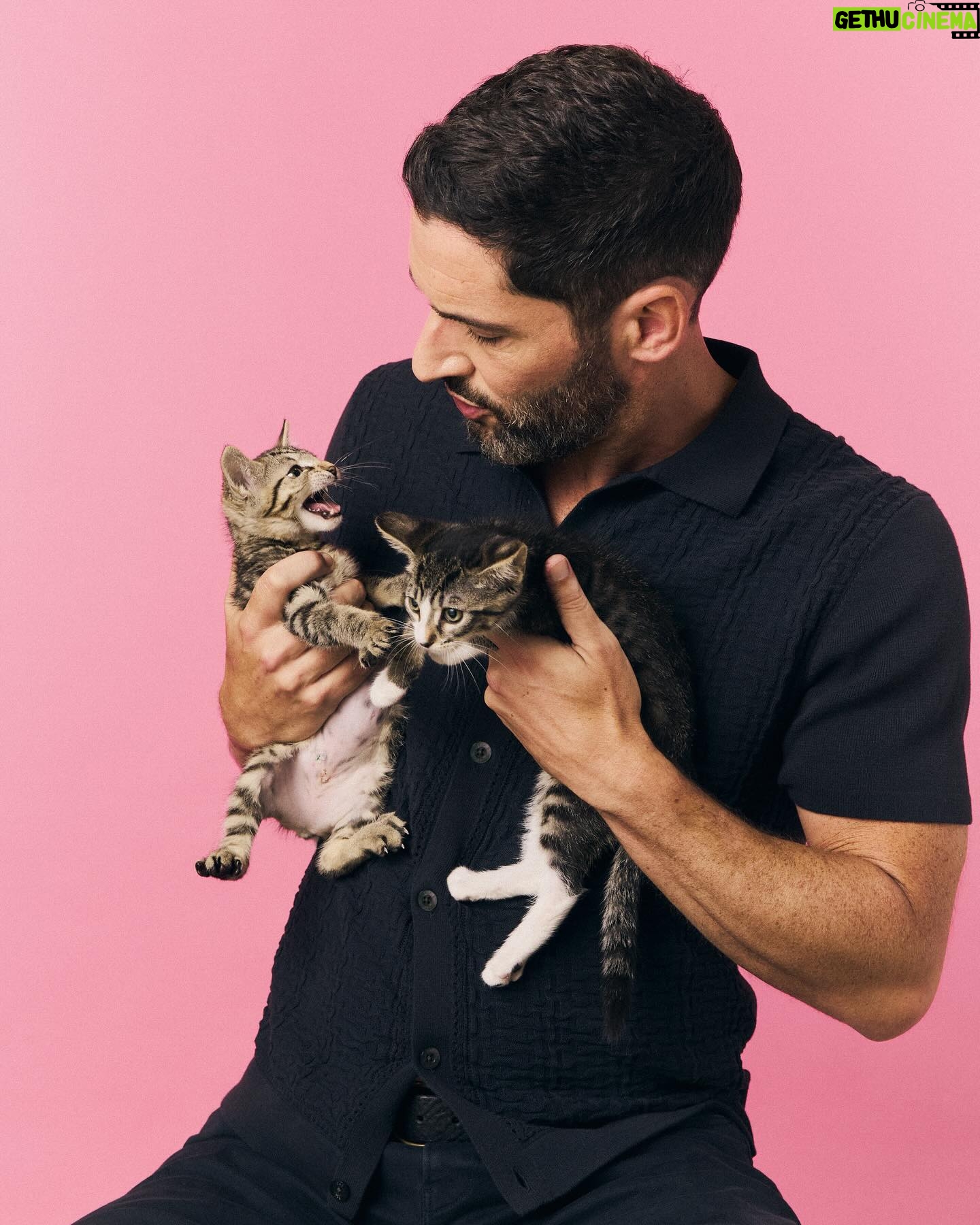 Tom Ellis - 605.8K Likes - Did a little interview with @buzzfeedceleb whilst playing with these gorgeous little things the other day. I’ll post a link in my stories. If you are interested in fostering or adopting these kittens or other equally adorable ones then go to @bestfriendsanimalsociety and give them a follow. Thanks also @bravocado._ for the pics ❤️🐱#kittens