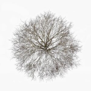 Tom Hegen Instagram - Seeing a tree from above is a somewhat unfamiliar view.

Seeing winter trees from above against a snowy backdrop is a delight to the eye.

How the tree unfolds its crown and carefully grows the individual branches so that they do not interfere with each other. On the white background, they almost look like complex pencil drawings by artists like Albrecht Dürer.

The Tree Crown Series, 2023