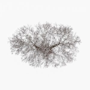 Tom Hegen Instagram - Seeing a tree from above is a somewhat unfamiliar view.

Seeing winter trees from above against a snowy backdrop is a delight to the eye.

How the tree unfolds its crown and carefully grows the individual branches so that they do not interfere with each other. On the white background, they almost look like complex pencil drawings by artists like Albrecht Dürer.

The Tree Crown Series, 2023