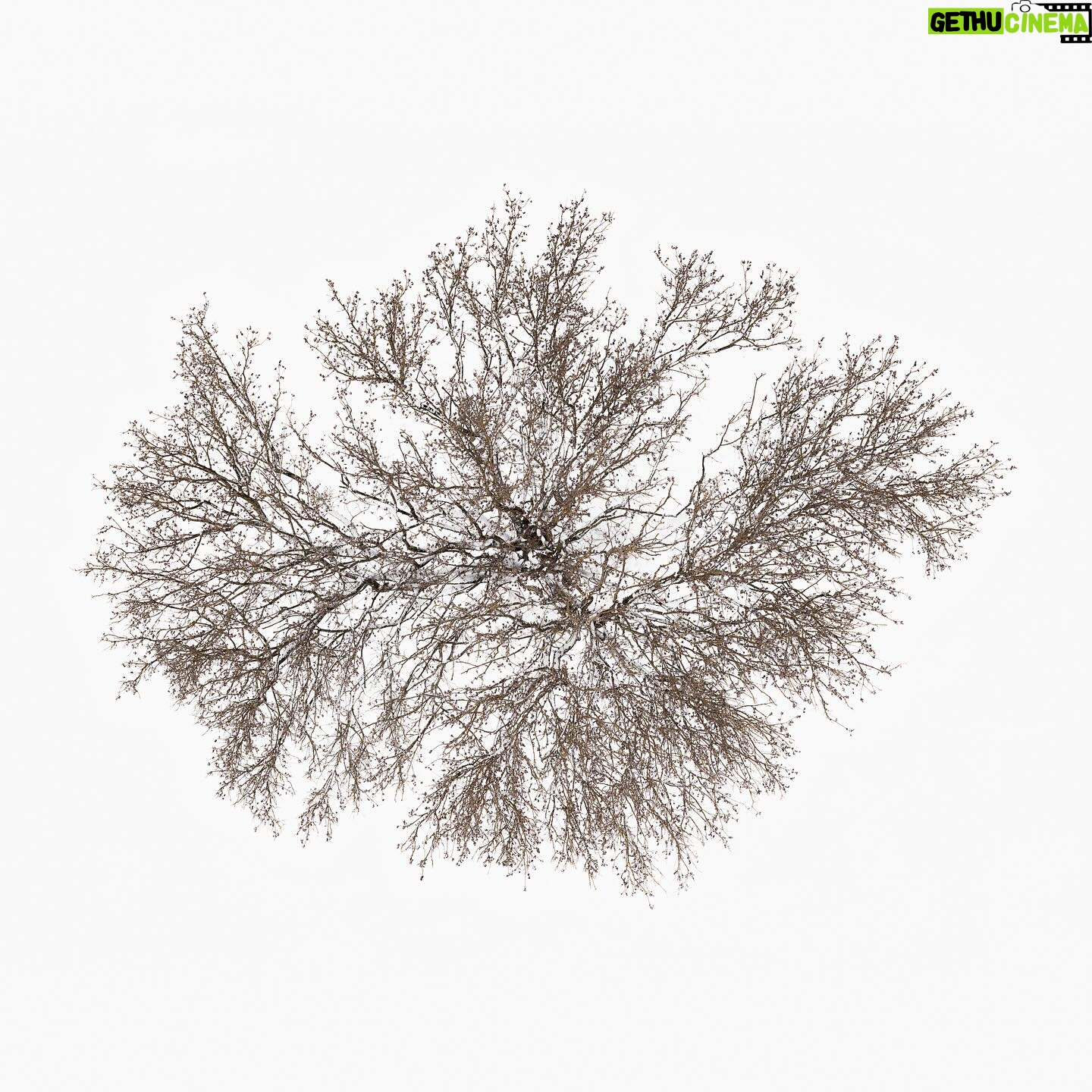 Tom Hegen - 766 Likes - Seeing a tree from above is a somewhat unfamiliar view.
Seeing winter trees from above against a snowy backdrop is a delight to the eye.
How the tree unfolds its crown and carefully grows the individual branches so that they do not interfere with each other. On the white background, they almost look like complex pencil drawings by artists like Albrecht Dürer.
The Tree Crown Series, 2023