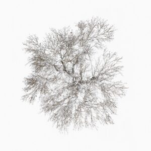 Tom Hegen Instagram - The Tree Crown Series, 2023