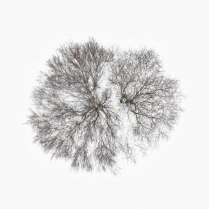 Tom Hegen Instagram - The Tree Crown Series, 2023