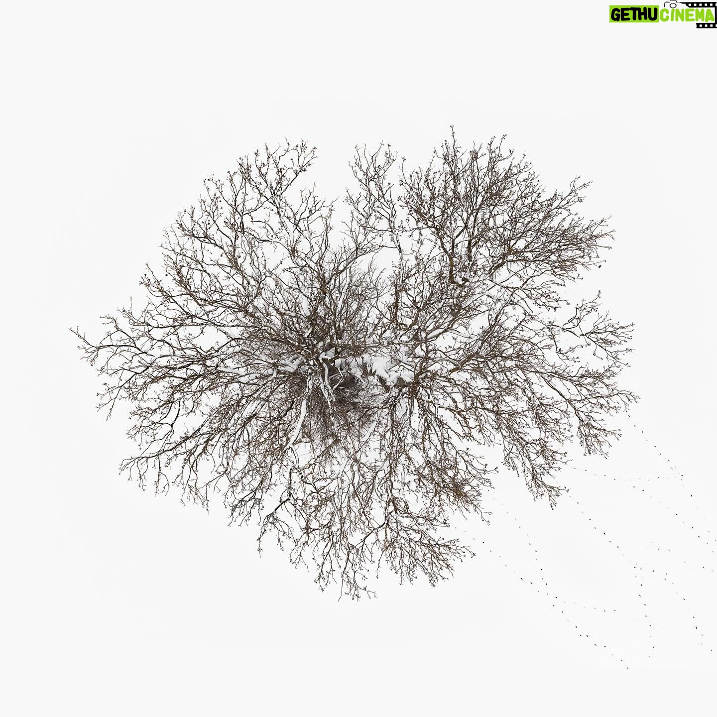 Tom Hegen - 894 Likes - The Tree Crown Series, 2023