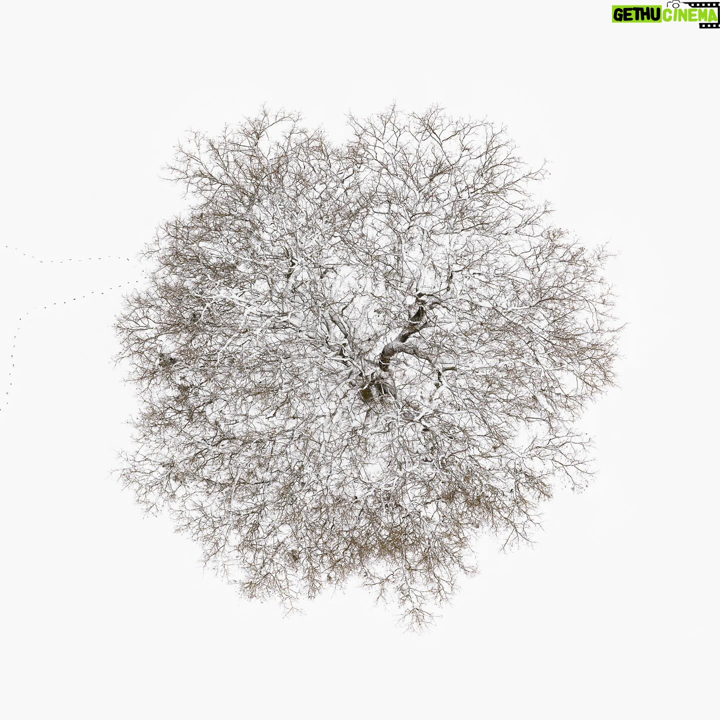Tom Hegen - 1.1K Likes - Trees on snow white background, reduced to the minimum.
From the Tree Crown Series, photographed in Winter 2023 in southern Germany.