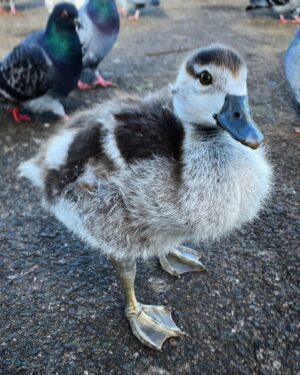 Tom Scott Instagram - If anyone wants a gosling, this one’s going cheep