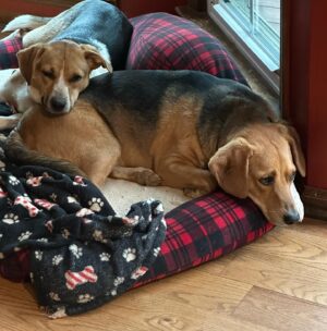 Tony Schiavone Instagram - Everyone here kind of sad about the loss of The Bug. He was the leader of the pack. #loveyourdog