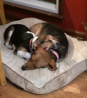 Tony Schiavone Instagram - Dogs are the most wonderful creatures on Earth #loveyourdog