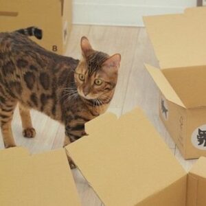 Towa Araki Instagram - 先日ヤマト運輸さんの「クロネコみっけ」に愛猫シンバと一緒に取材をして頂きました！- ̗̀(˶'ᵕ'˶) ̖́

 #ヤマト運輸 
 #クロネコみっけ 
 #クロネコヤマトさんありがとう