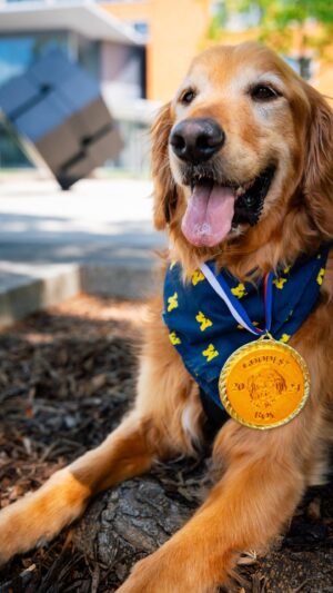University of Michigan Instagram - Fletcher may leave chasing medals to our @UMichAthletics Olympians & @UMichAdaptiveSports Paralympians, and go back to chasing his tail. He’s dog-gone excited to cheer on our Wolverines in Paris, though! 🥇 #MGoParis #GoBlue