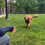 University of Michigan