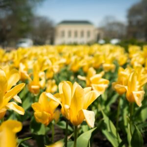 University of Michigan Instagram - Happy #MothersDay to all of the a-maize-ing Michigan moms and mother figures! 💛💙