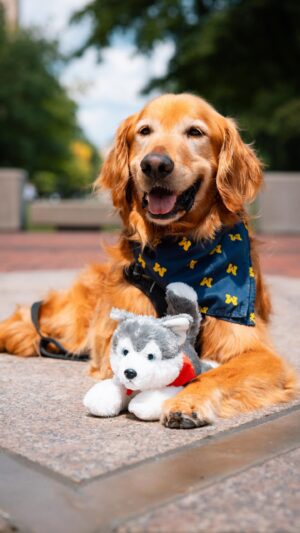 University of Michigan Instagram - @UofMichigan and @Northeastern go together like peas in a pawd! 🐾 #InternationalFriendshipDay