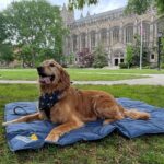 University of Michigan
