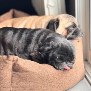 Valentin Roellinger Instagram - 🐾❤️🕊️