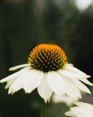 Vanessa Pilon Instagram - C’est juste moi ou c’est en train de devenir un petit paradis fleuri, par ici? 🥹🌻

On est ravis de l’ajout du magnifique mobilier de @humblenature_hn , une entreprise d’ici.

Pour l’anecdote: Nous étions voisins d’Humble Nature lorsque nous habitions à Rougemont!
J’admire depuis longtemps la qualité exceptionnelle du mobilier, fabriqué ici, et fait pour durer. Retrouver leurs meubles chez nous est un rêve devenu réalité! 

On a choisi la ligne « Vivere », parce qu’on trouvait que lignes simples et intemporelles étaient le parfait ajout dans l’environnement autour de la piscine. L’utilisation du bois et de matériaux durables est tout à fait cohérent avec la nature environnante. 

C’est tellement un bonheur de façonner doucement cet espace de vie.

On en profite chaque jour, avec le coeur rempli de gratitude. 🥲✨

#partenariat 

 📸 par @guillaume.stamand et @cam_ds
