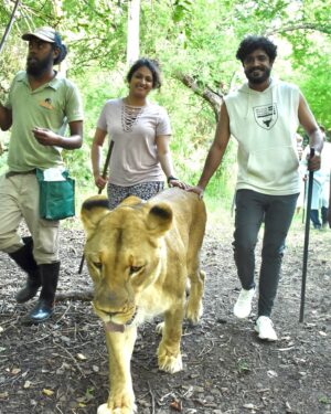 Vasishta N. Simha Instagram - ಸಿಂಹಿಣಿಗಳ ಜೊತೆ..!!❤️🦁

#simhapriya #travel #forest #lion #wanderlust