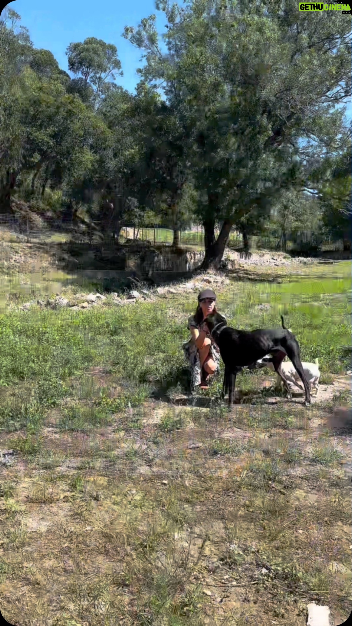 Vera Kolodzig - 3 Likes - EstĆ”s a planear fĆ©rias fora de casa e nĆ£o sabes onde deixar o teu cĆ£o? Na @naturedogs_portugal garanto-te que ficam muito bem entregues e extremamente felizes ā¤ļø.
.
.
.
#naturedogs #hotelparacaes #sintra #verao #ferias #parceria