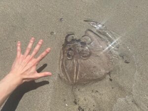 Vernon Instagram - got stung by one of these