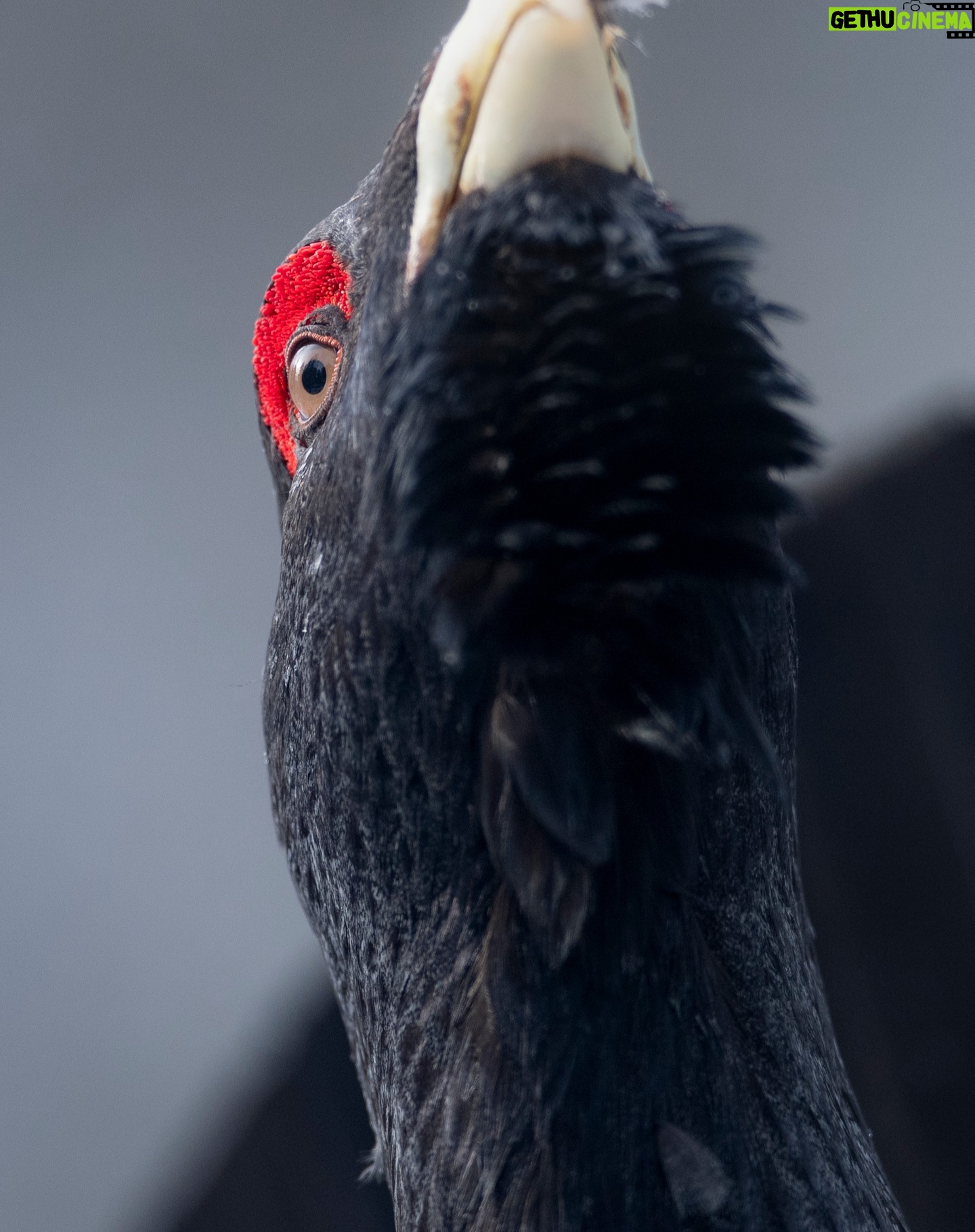 Vincent Munier - 9.2K Likes - Réintroduction du Grand Tétras ? la bêtise des Vosges !
Comment ose-t-on imaginer quāon puisse rĆ©introduire le Grand TĆ©tras dans les Vosges, dont il a aujourd'hui disparu, en utilisant des oiseaux capturĆ©s en NorvĆØge ? Une idĆ©e qui est peut-ĆŖtre bien intentionnĆ©e, mais n'en est pas moins stupide, et que les institutions publiques comptent cependant mettre en oeuvre, malgrĆ© la conclusion largement dĆ©favorable de la communautĆ© scientifique.
Il existe pourtant des prĆ©cĆ©dents, qui devraient dissuader quiconque d'Ć©chafauder de tels plans. Dans le massif central, sur les plus de 600 oiseaux qui ont Ć©tĆ© relĆ¢chĆ©s en 25 ans, il nāest pas certain quāun seul demeure encore vivant aujourdāhui ! Et les tentatives de rĆ©introduction de cet oiseau en Europe se sont soldĆ©es pareillement par des Ć©checs (une seule a fonctionnĆ© en Ecosse avec des oiseaux scandinaves, il y a maintenant un siĆØcle et demi - Ć©poque Ć laquelle le changement climatique et la surfrĆ©quentation touristique nāĆ©taient pas encore connues).
Imaginer renouveler lāexpĆ©rience dans les Vosges, sāobstiner Ć vouloir manipuler le vivant de la sorte, en jouant les apprentis sorciers, n'est rien d'autre qu'un dĆ©ni de rĆ©alitĆ©.
Parce quāil faut bien voir les choses en face : les Vosges ne sont plus faites pour le Grand TĆ©tras ! Cāest un oiseau trĆØs exigeant, Ć plusieurs titres. Or aujourdāhui, les conditions sur le massif ne sont absolument plus rĆ©unies pour lāaccueillir.
Ce nāest pas par hasard que lāespĆØce vient de sāĆ©teindre ici. Jāen suis Ć©videmment le premier meurtri.
Lāheure est venue de relever des dĆ©fis plus quāurgents. TrĆØs concrĆØtement : limiter les consĆ©quences nĆ©fastes de la surfrĆ©quentation touristique ; amĆ©liorer la qualitĆ© de nos forĆŖts ; anticiper le rĆ©chauffement climatique ; favoriser le retour du lynx et du loup pour pallier la surdensitĆ© des herbivores sauvages.
Bref, faire en sorte que nos Vosges ne se réduisent pas à un vaste terrain de jeu pour une espèce - la nÓtre - au détriment de toutes les autres.
vm
-
Consultation publique jusqu'au 24 mars :
LIEN en commentaire et texte complet de Vincent sur sa page Facebook.