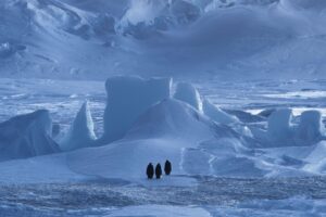 Vincent Munier Instagram - Manchots empereurs / Emperor penguins, Terre Adélie