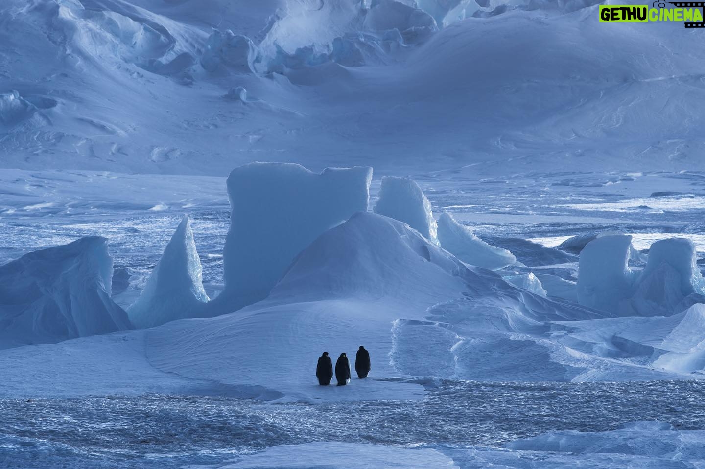 Vincent Munier - 6K Likes - Manchots empereurs / Emperor penguins, Terre AdƩlie
