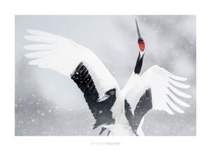 Vincent Munier Instagram - Grue de Mandchourie, Hokkaïdo, Japon.
-
Le calendrier 2024 est désormais épuisé (et ne sera pas réimprimé), mais vous pouvez toujours trouver la monographie de Vincent dans la boutique Kobalann, ou la commander auprès d'une librairie indépendante.
Belles fêtes !

https://www.vincentmunier.com/shop/monographie