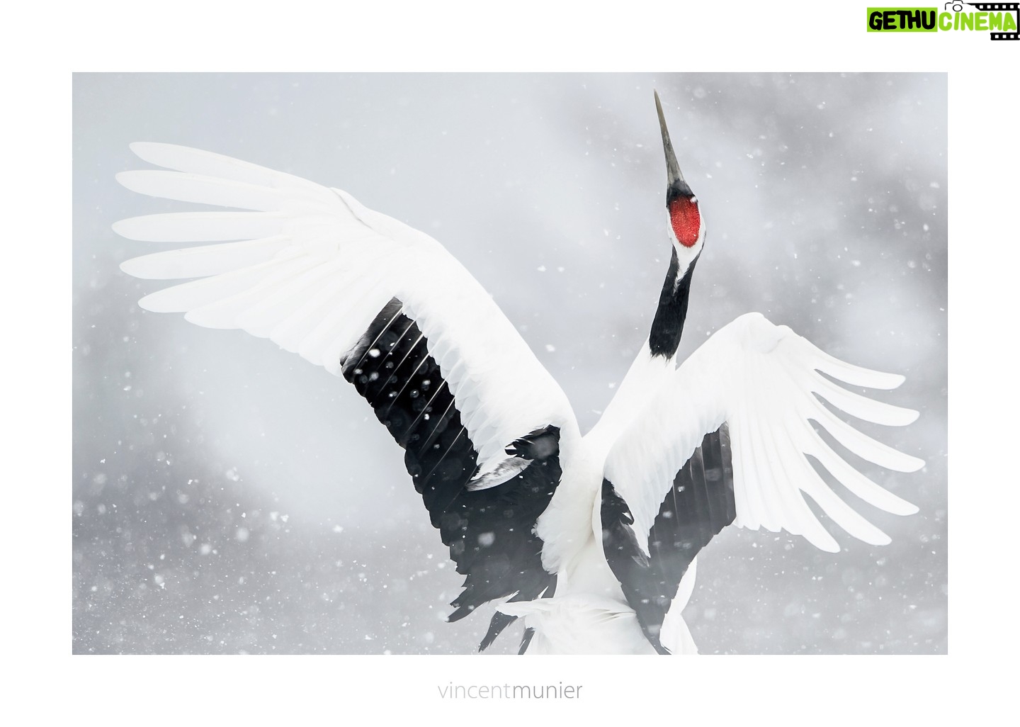 Vincent Munier - 9.8K Likes - Grue de Mandchourie, HokkaĆÆdo, Japon.
-
Le calendrier 2024 est désormais épuisé (et ne sera pas réimprimé), mais vous pouvez toujours trouver la monographie de Vincent dans la boutique Kobalann, ou la commander auprès d'une librairie indépendante.
Belles fĆŖtes !
https://www.vincentmunier.com/shop/monographie