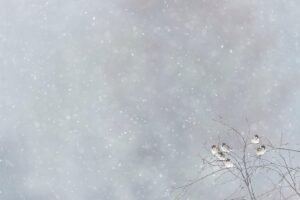 Vincent Munier Instagram - Moineaux friquets / Tree sparrows, Vosges