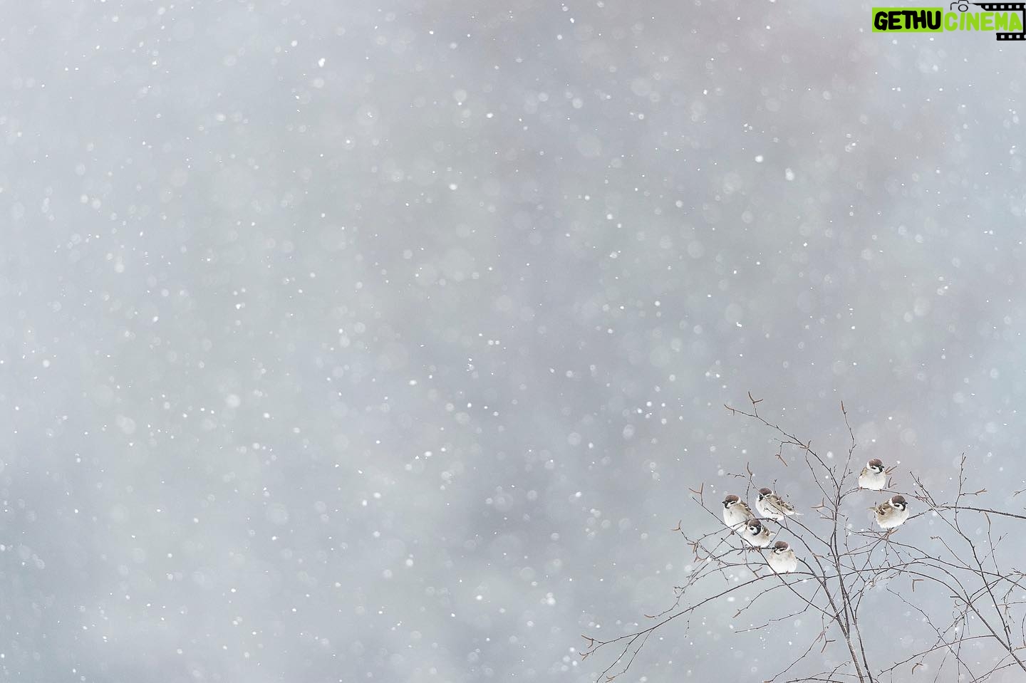 Vincent Munier - 5.9K Likes - Moineaux friquets / Tree sparrows, Vosges