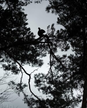 Vincent Munier Instagram - Grand tétras / Western capercaillie, Vosges