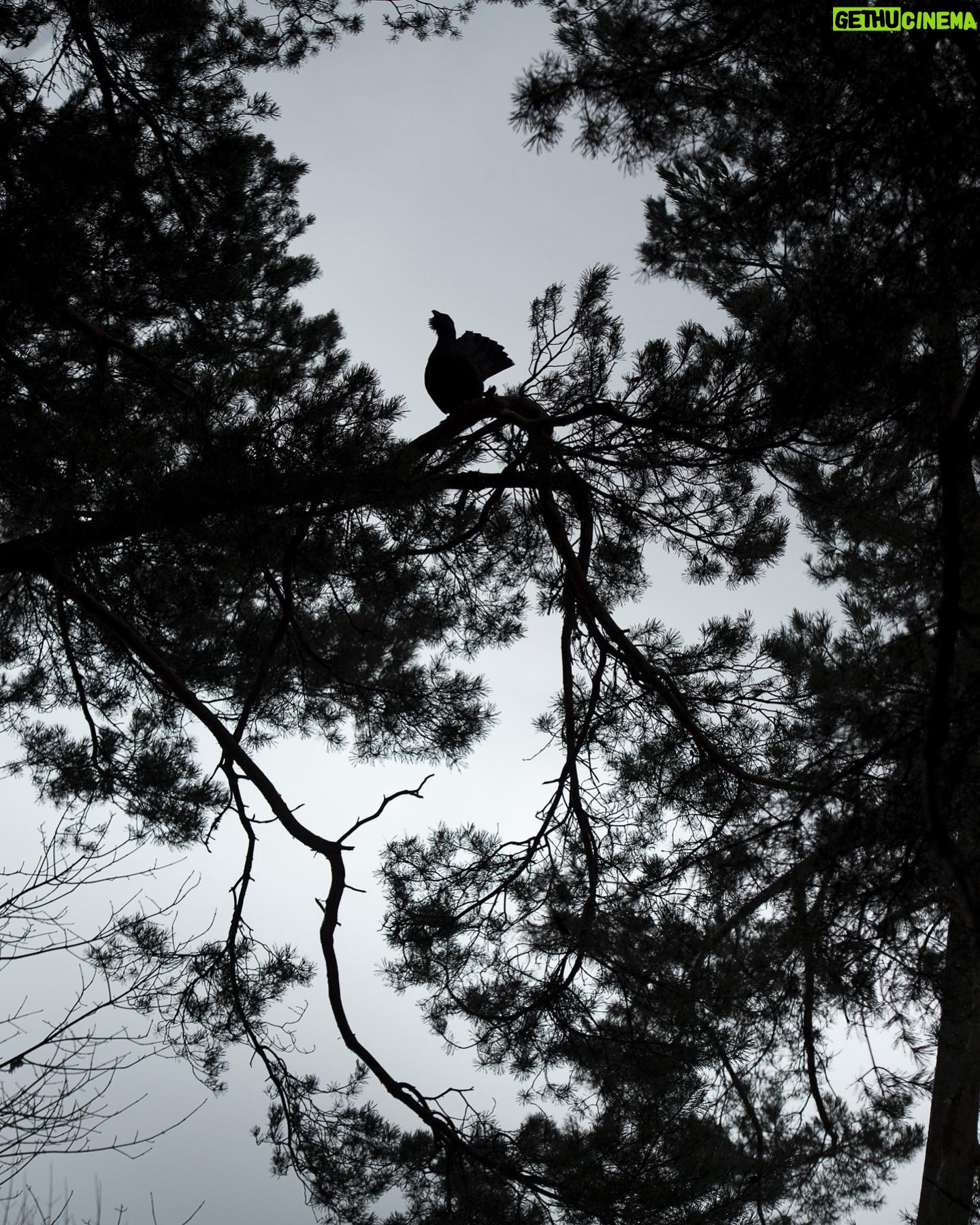 Vincent Munier - 4.3K Likes - Grand tƩtras / Western capercaillie, Vosges