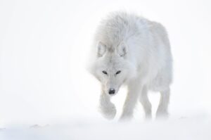 Vincent Munier Instagram - Loup arctique / Arctic wolf, Canada