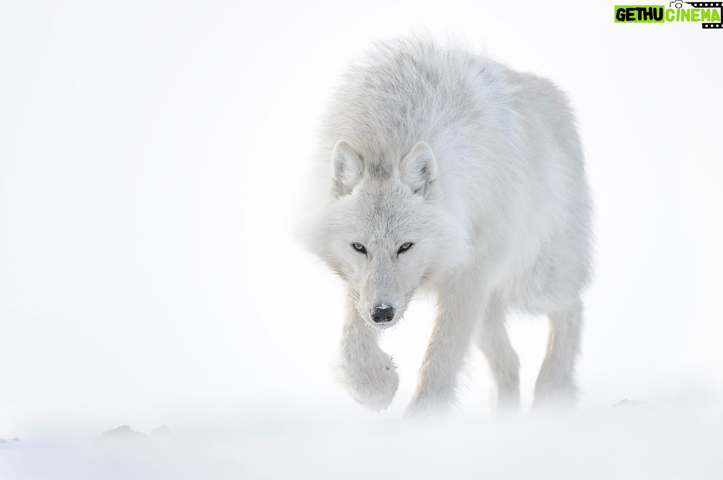 Vincent Munier - 13.8K Likes - Loup arctique / Arctic wolf, Canada
