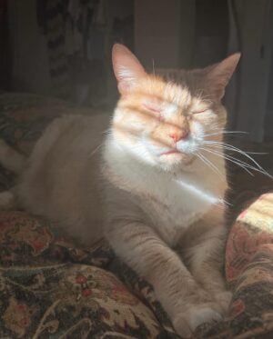 Vivian Vanderpuss Instagram - After 15 years it feels so surreal to say goodbye to my best friend, Apple. She was at my side through, well everything really. All throughout college she always greeted me when I came home. She sat under the seat on the flight from Ontario to BC when I moved out here. Apartments, roommates, boys, friends all came and went but Apple was always there. It didn’t matter if I was being a mess or living my best life, Apple always looked at me with those same judgey eyes and I loved her for that. I’m going to miss my gardening partner so much but I’ll always remember her looking up at the sun and basking in its rays.