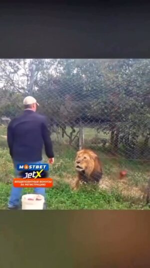 Wesley Kams Instagram - Il veut pas de biche 😂 #reels #reelsinstagram #reelsvideo #humour