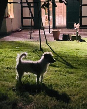 Wotan Wilke Möhring Instagram - Good nite. #home #dog #quiet #place #night #peace #rest