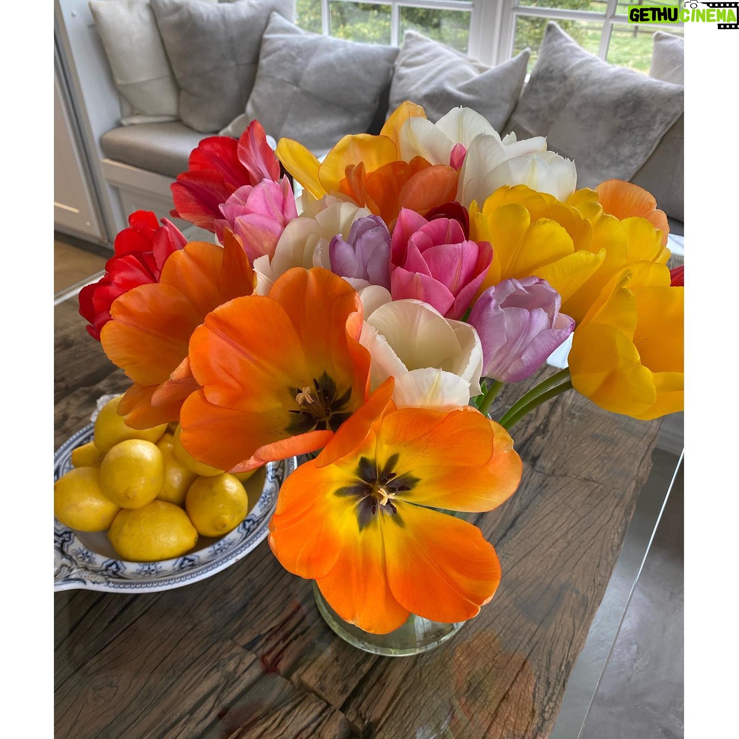 Yolanda Hadid - 224.8K Likes - ❤️Happiness to a dutch girls heart....... #TullipMagic #HomeGrown #Godscreation