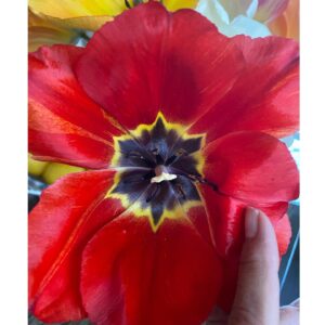 Yolanda Hadid Instagram - ❤️Happiness to a dutch girls heart....... #TullipMagic #HomeGrown #Godscreation