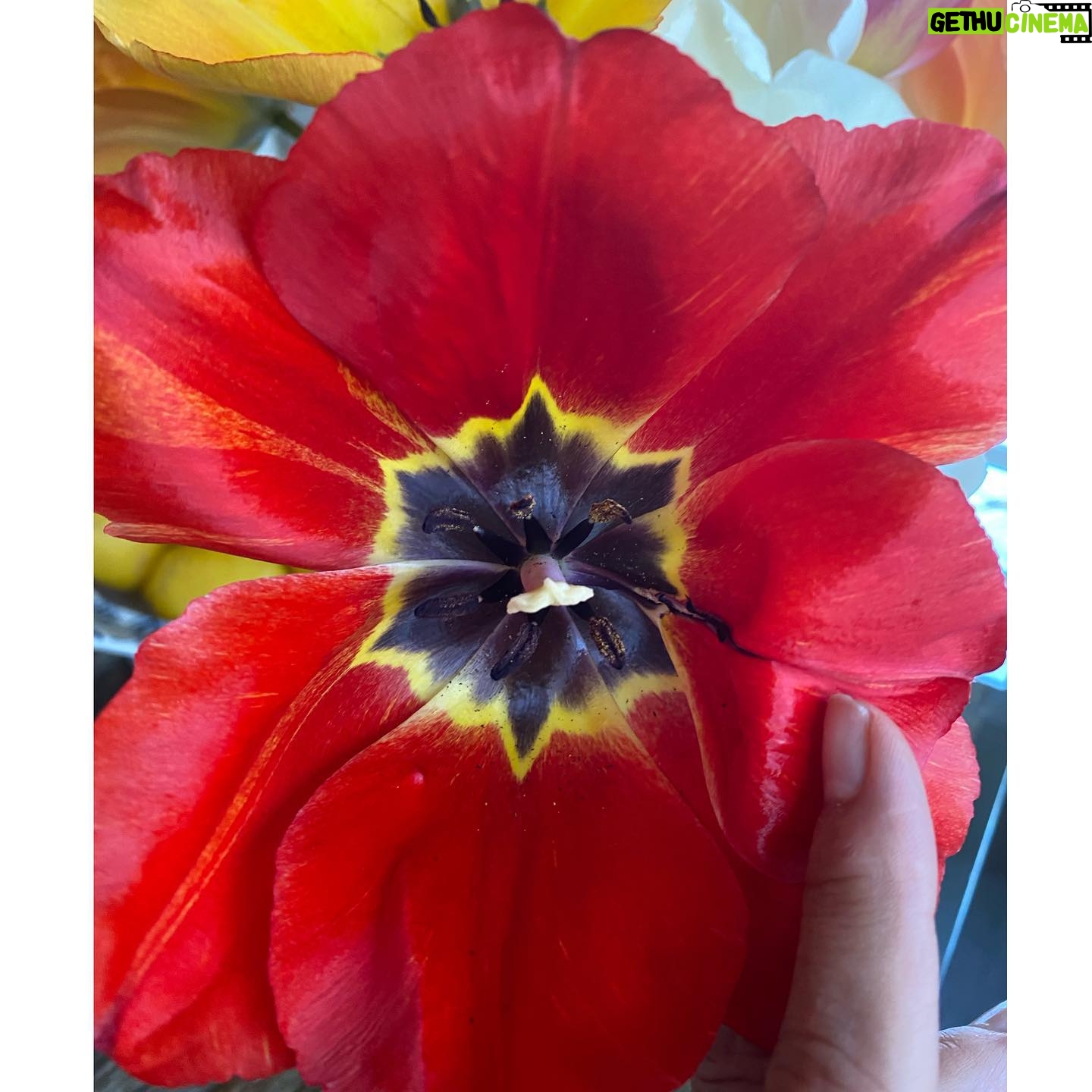 Yolanda Hadid - 224.8K Likes - ❤️Happiness to a dutch girls heart....... #TullipMagic #HomeGrown #Godscreation