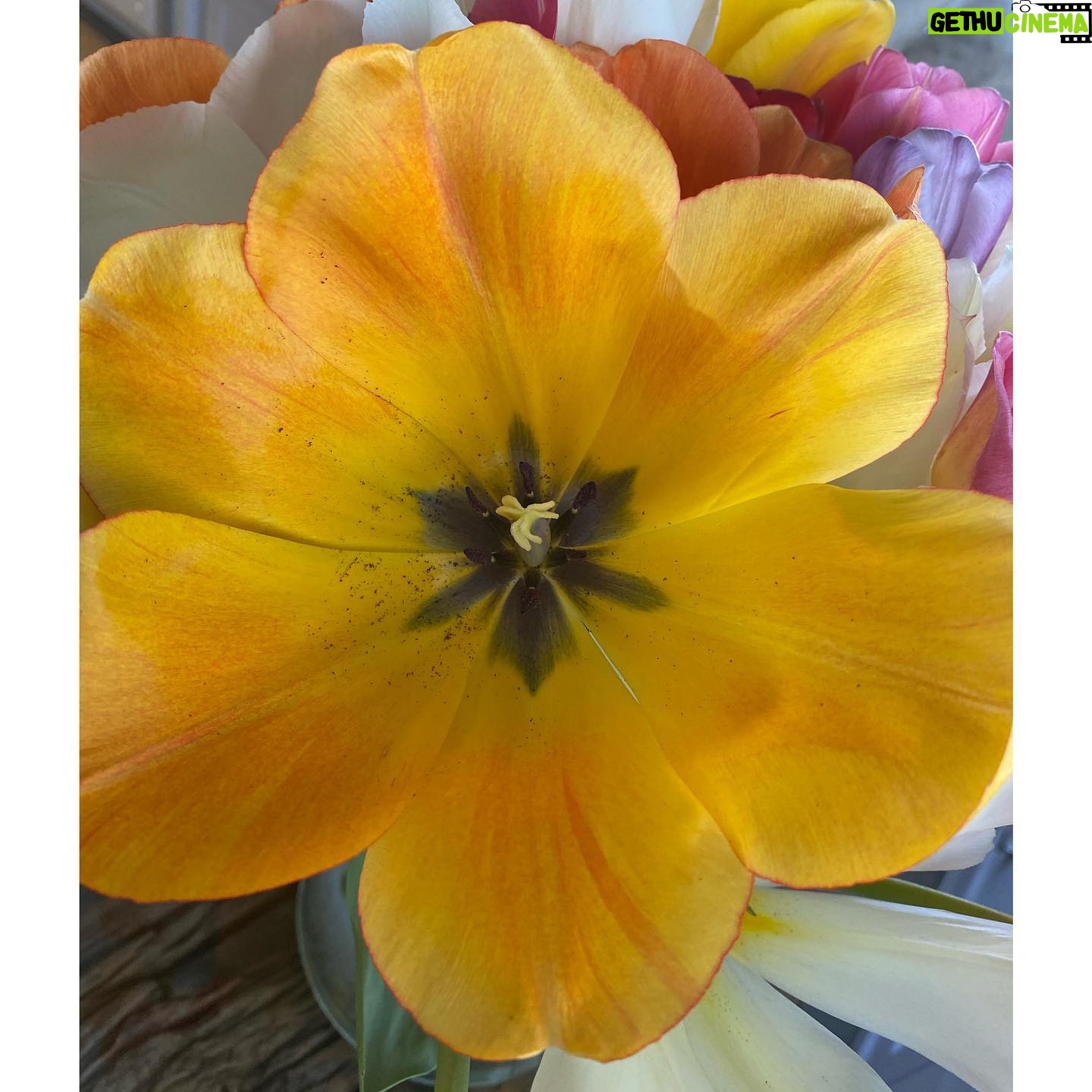 Yolanda Hadid - 224.8K Likes - ❤️Happiness to a dutch girls heart....... #TullipMagic #HomeGrown #Godscreation