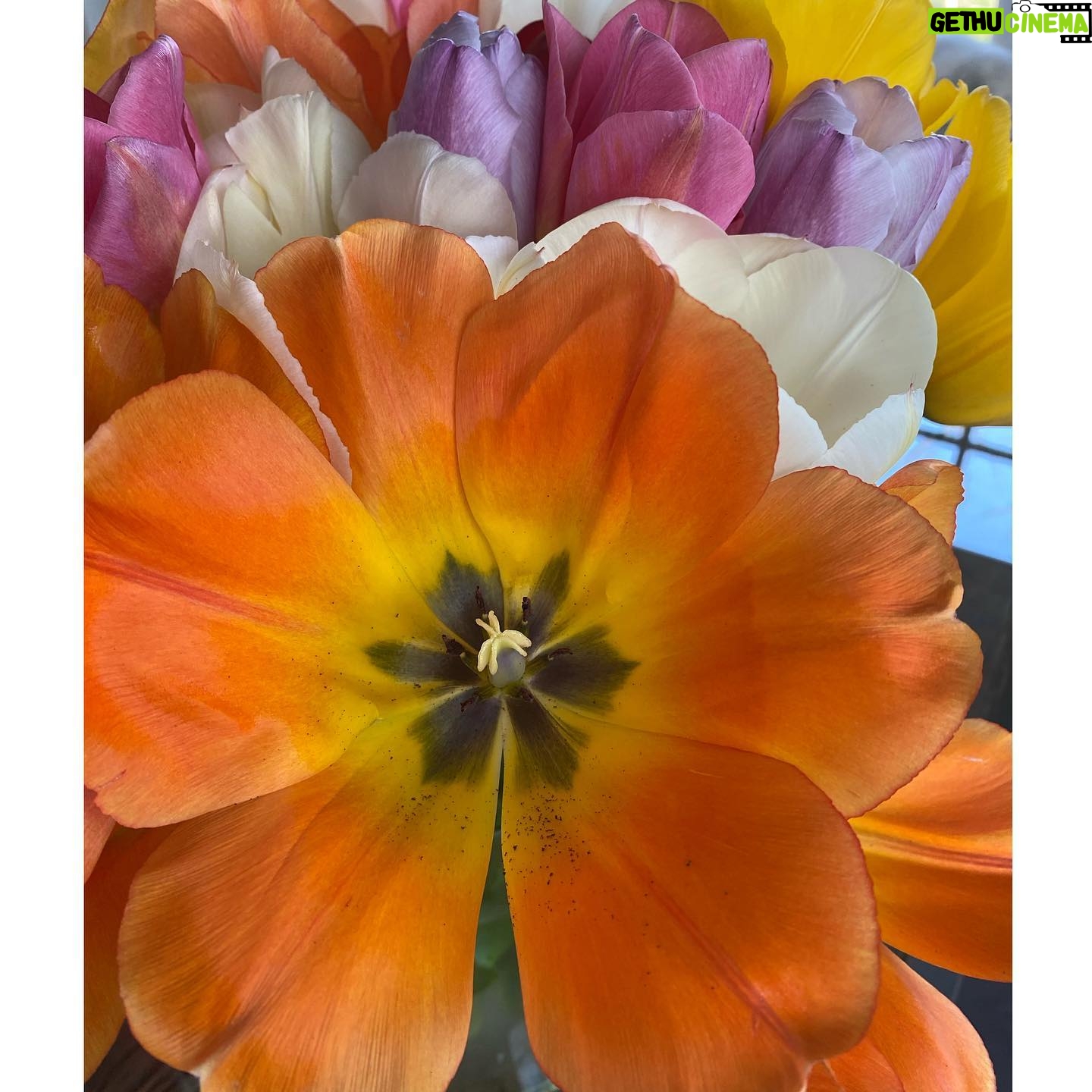 Yolanda Hadid - 224.8K Likes - ❤️Happiness to a dutch girls heart....... #TullipMagic #HomeGrown #Godscreation