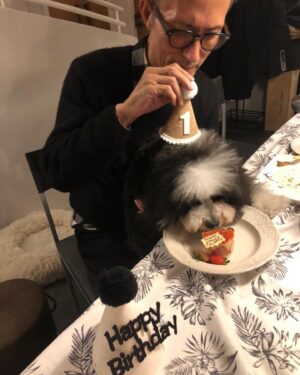 Yukihiro Takahashi Instagram - 初めてイチゴケーキを食べました！　　
12月3日は僕の1歳のお誕生日
皆んながなぜかヨシヨシしてくれた！
ありがとう🐶by Pascal
#pascal 
#birthdaycake 
#cake 
#ありがとう 
#しあわせ #1さいのおたんじょうび