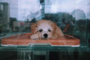 kojikoji Instagram - 最近のこじカメラ