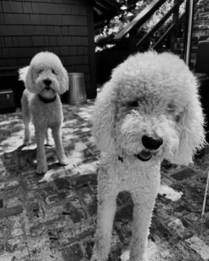 Amy Acker Instagram - Playing ball with the dogs in black and white #doodles #muppets