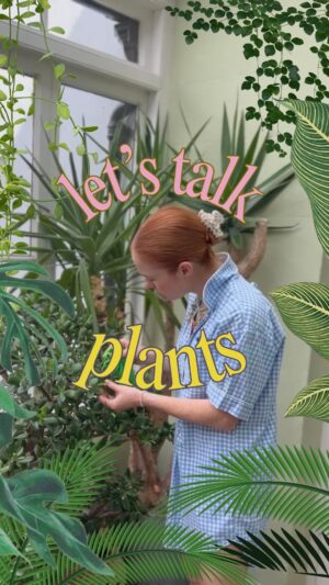 Angela Scanlon Instagram - Word on the street is that crazy plant lady is the new crazy cat lady but let’s be honest that’s been a thing since 2020?! 🪴 

Seriously though: I’m all about finding joy in the chaos… and recently discovered that talking to your plants has been proven to improve wellbeing AND the lifespan of your luscious little green friends too?! Now… I have been know to kill the seemingly indestructible so I know shit all but, there is something addictive about seeing a little fresh leaf unfurl from a plant you thought had gone to another place. 

What do you reckon, are you full Titchmarsh territory or more of a give em some water when they’re looking a bit sad?!