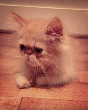 Anna Akana Instagram - Congress crossed the rainbow bridge today. My heart is broken. I loved this muppet like nothing else on this planet. He was truly a force to be reckoned with & he joins his brother & sisters in the clouds to chase the birds 
🤍
Goodbye my love 
My heart is a cardboard box 
Almost too small for you to fit in
Spin and sit and sleep 
And dream good dreams
Of me