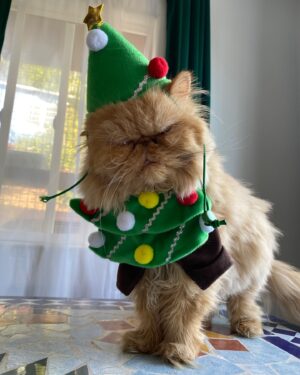 Anna Akana Instagram - Congress crossed the rainbow bridge today. My heart is broken. I loved this muppet like nothing else on this planet. He was truly a force to be reckoned with & he joins his brother & sisters in the clouds to chase the birds 
🤍
Goodbye my love 
My heart is a cardboard box 
Almost too small for you to fit in
Spin and sit and sleep 
And dream good dreams
Of me