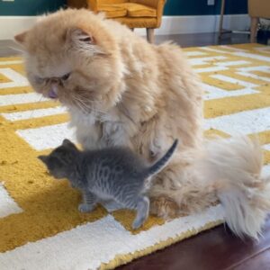 Anna Akana Instagram - Congress crossed the rainbow bridge today. My heart is broken. I loved this muppet like nothing else on this planet. He was truly a force to be reckoned with & he joins his brother & sisters in the clouds to chase the birds 
🤍
Goodbye my love 
My heart is a cardboard box 
Almost too small for you to fit in
Spin and sit and sleep 
And dream good dreams
Of me