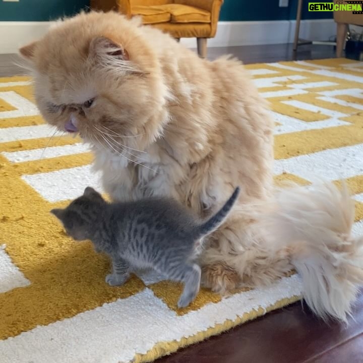 Anna Akana - 31.8K Likes - Congress crossed the rainbow bridge today. My heart is broken. I loved this muppet like nothing else on this planet. He was truly a force to be reckoned with & he joins his brother & sisters in the clouds to chase the birds
🤍
Goodbye my love
My heart is a cardboard box
Almost too small for you to fit in
Spin and sit and sleep
And dream good dreams
Of me