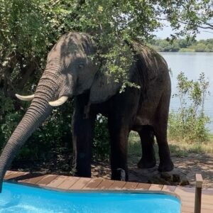 Anne Hjernøe Instagram - Afrika❤️ Et kæmpe vidunderligt, vildt, varmt & vanedannende kontinent der stormer fremad. Vi prøver at give et indblik i, hvad vi møder på vores vej. Lidt af det hårde, men mest af det gode. Almindelig omfordeling af midlerne vil hive alle op i middelklassen, men sådan er det alle steder i verden😔 I aften rammer Anne & Anders Zimbabwe, det var mindblowing & et kæmpe eventyr. Har du været der? #anneogandersiafrika